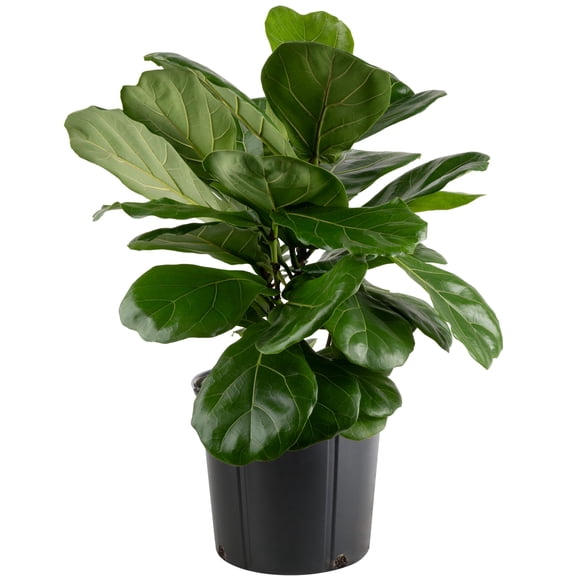 Costa Farms Live Indoor 18in. Tall Green Fiddle Leaf Fig; Bright, Indirect Light Plant in 10in. Seagrass Planter