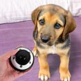 thumbnail image 4 of Miangastore Pet Training Bell Dog Doorbell Dogs Cats Interactive Game Call Bell Loud Sound Bell For Puppy Potty Training, 4 of 8