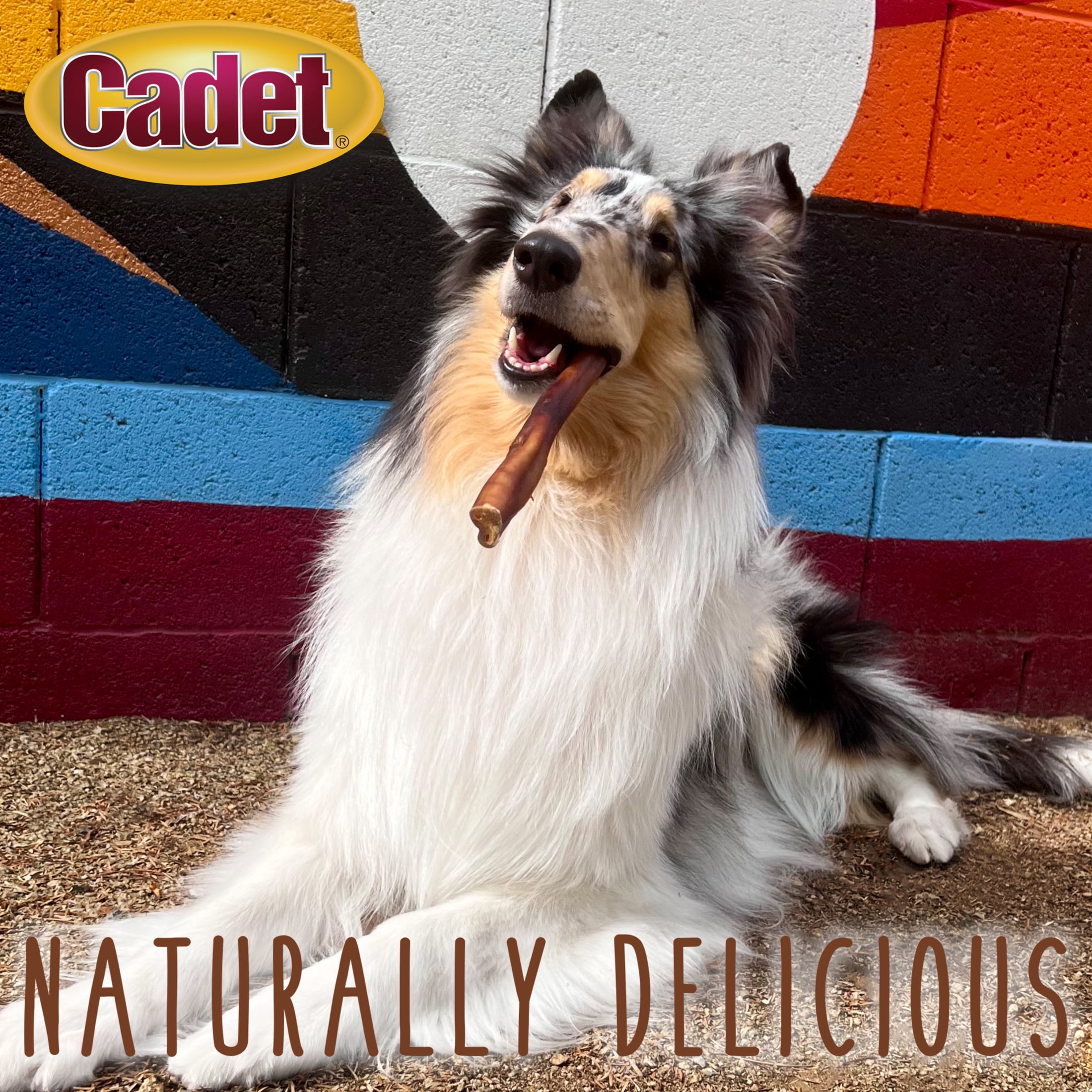 Cadet Bully Stick Dog Treats for Large Dogs, All Natural Beef Pizzle Dog Chews, 6 Ounce, 2 Count