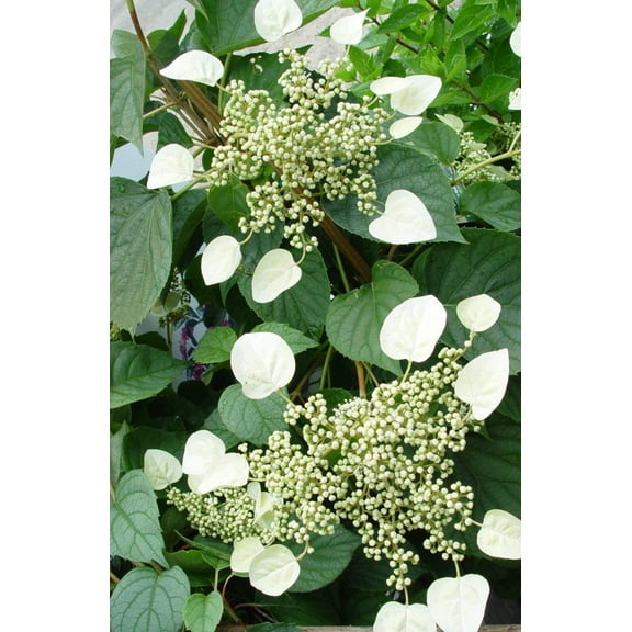 Moonlight False Climbing Hydrangea