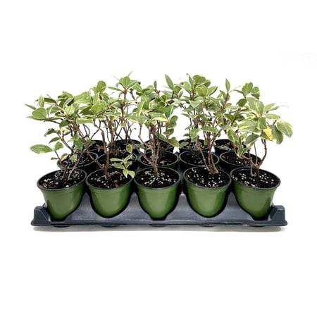 Variegated Confederate Jasmine | 5 Live 4 Inch Pots | Trachelospermum asiaticum Variegatum | Evergreen Vining Plants | Fast Growing Groundcover