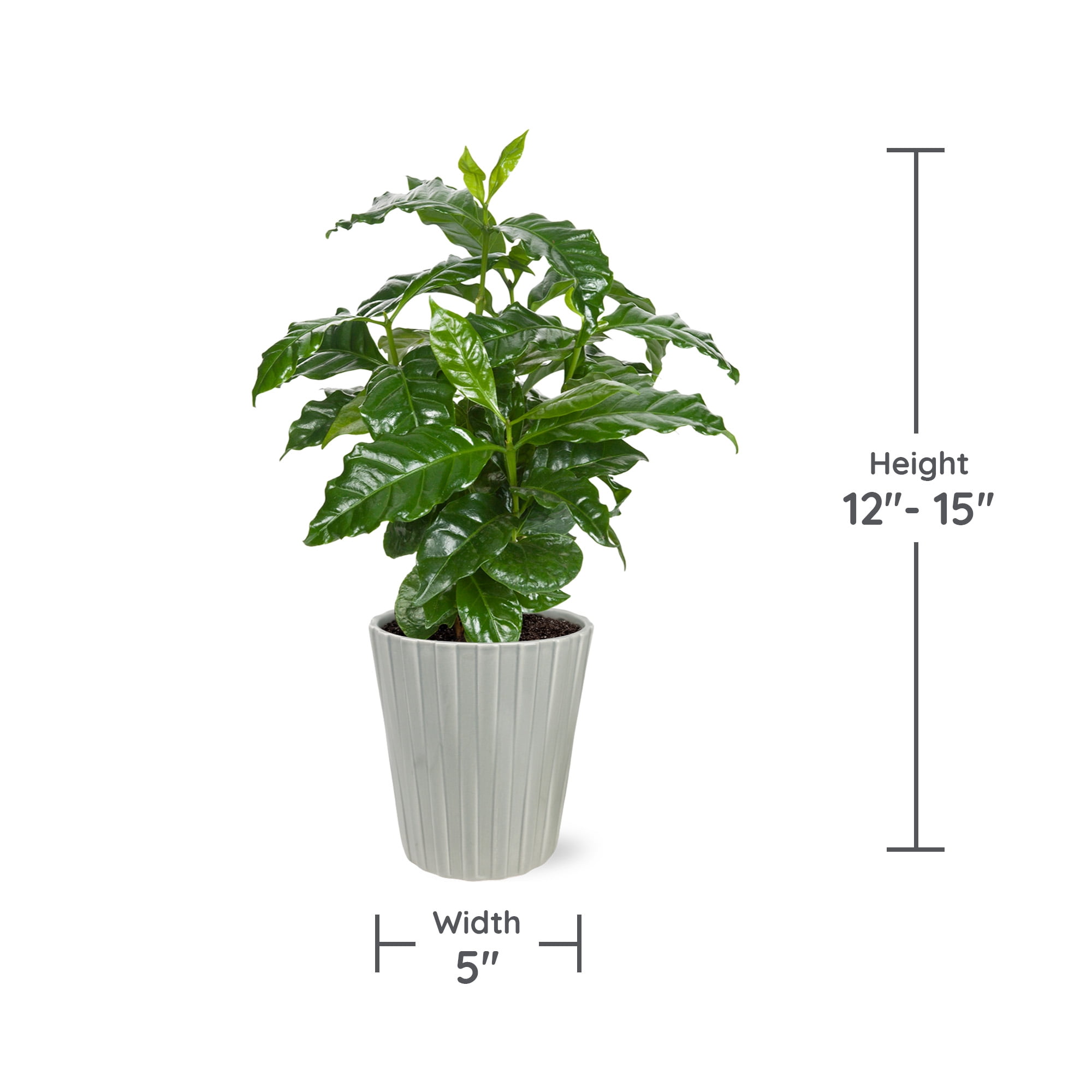 Wild Interiors 12-15" Coffee Live Plant in 5" Grey Ceramic Pot, House Plant