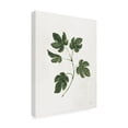 thumbnail image 2 of Julia Purinton 'Botanical Study III Greenery' Canvas Art, 2 of 4