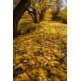 thumbnail image 2 of Illg, Cathy and Gordon 23x32 Gold Ornate Wood Framed with Double Matting Museum Art Print Titled - UT, Capitol Reef Fremont River Trail in autumn, 2 of 4