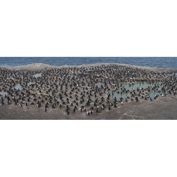 Colony of Imperial Shags (Phalacrocorax atriceps) on the coast Sea Lion Island Falkland Islands Canvas Art - Panoramic Images (27 x 9)