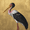Black Stork, variant on Orange Tabby Cat Portrait Canvas Wall Art,Animal Decor for Living Room Bedroom Cafe Gallery