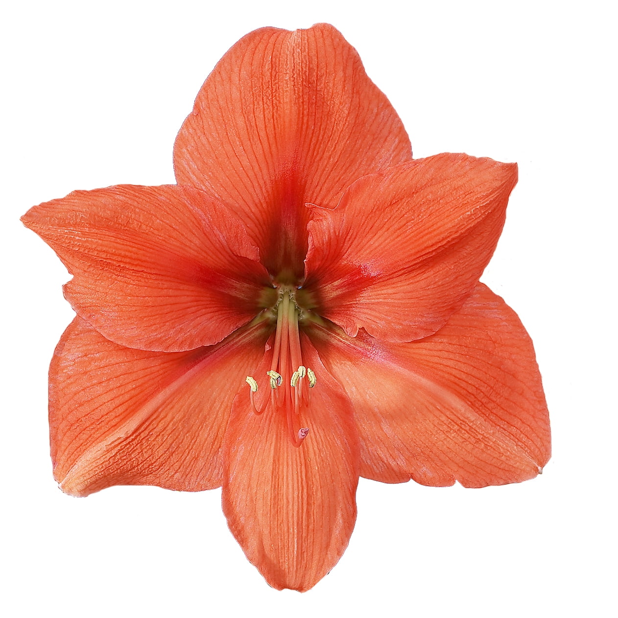 EuroBlooms Amaryllis Bellini in 6 Inch Silver Pot - Orange Flowering Plant