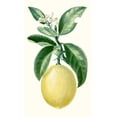 thumbnail image 2 of Turpin 10x14 Gold Ornate Wood Framed with Double Matting Museum Art Print Titled - Turpin Fruit I, 2 of 4