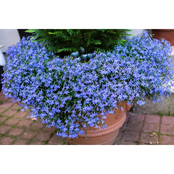 Seedville 200 Cambridge Blue Lobelia Plant Seeds