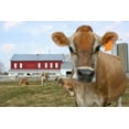 thumbnail image 2 of Jersey Cow Pasture Wall Mural by Wallmonkeys Peel and Stick Graphic (48 in W x 32 in H) WM241011, 2 of 4
