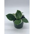 thumbnail image 2 of Variegated Hoya Carnosa Krimson Queen 4" Potted Starter, Honeyplant Waxplant Porcelain Flower, 2 of 8