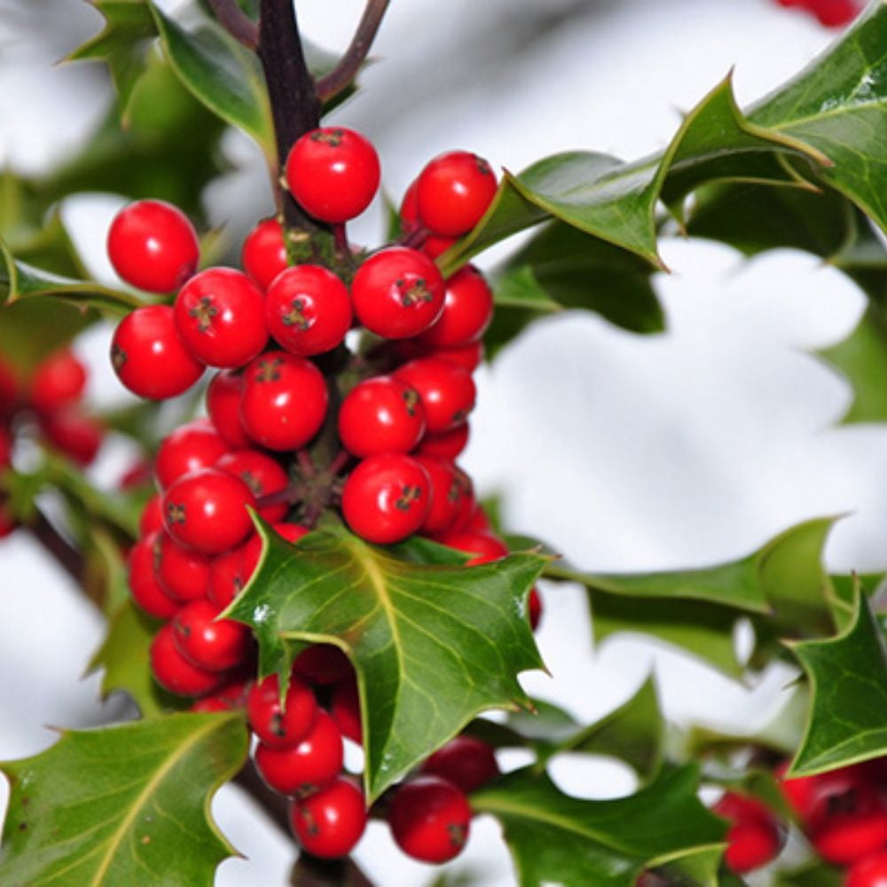 Expert Gardener 3-4 ft tall Eagleston Holly Live Tree in 7-Gallon Grower Pot