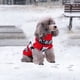 thumbnail image 5 of Suéter de ropa navideña para mascotas, adecuado para perros y gatos pequeñosMYD33 rojoL, 5 of 5