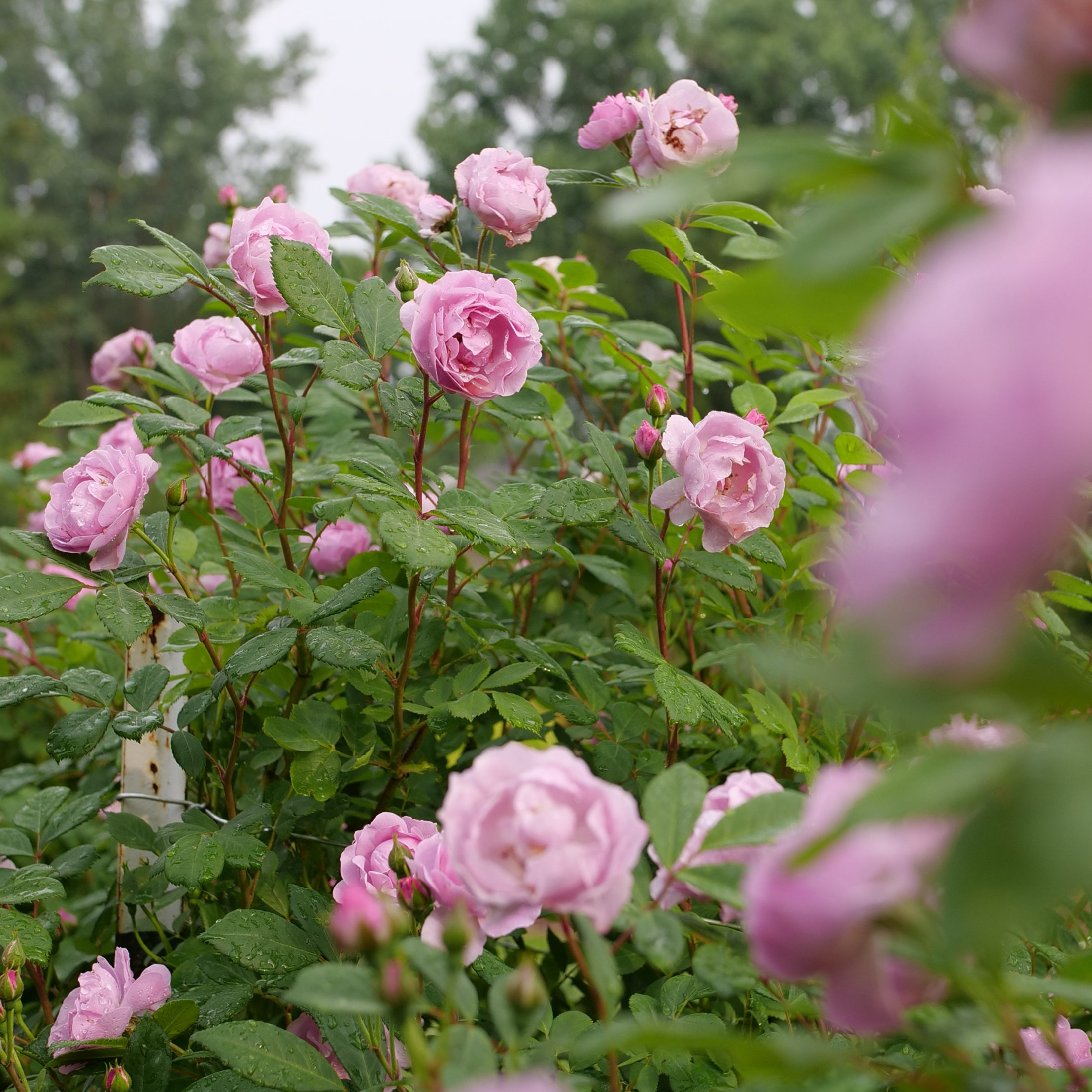 Proven Winners ColorChoice 5" Purple Rise Up Lilac Days Rose Live Plant in 4.5" Pot (4 Count)
