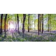 thumbnail image 2 of Frank, Assaf 14x9 White Modern Wood Framed Museum Art Print Titled - Bluebells and Sunrise, 2 of 4