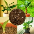 thumbnail image 6 of Banana Tree Potting Soil Mix (12 Quarts) – Hand-Blended Indoor/Outdoor Mix for Healthy Banana Plants – Enhances Drainage & Root Support – Made in USA, 6 of 10