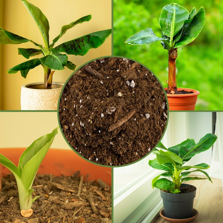 aglaonema black leaves Aglaonema 'Black Maroon'