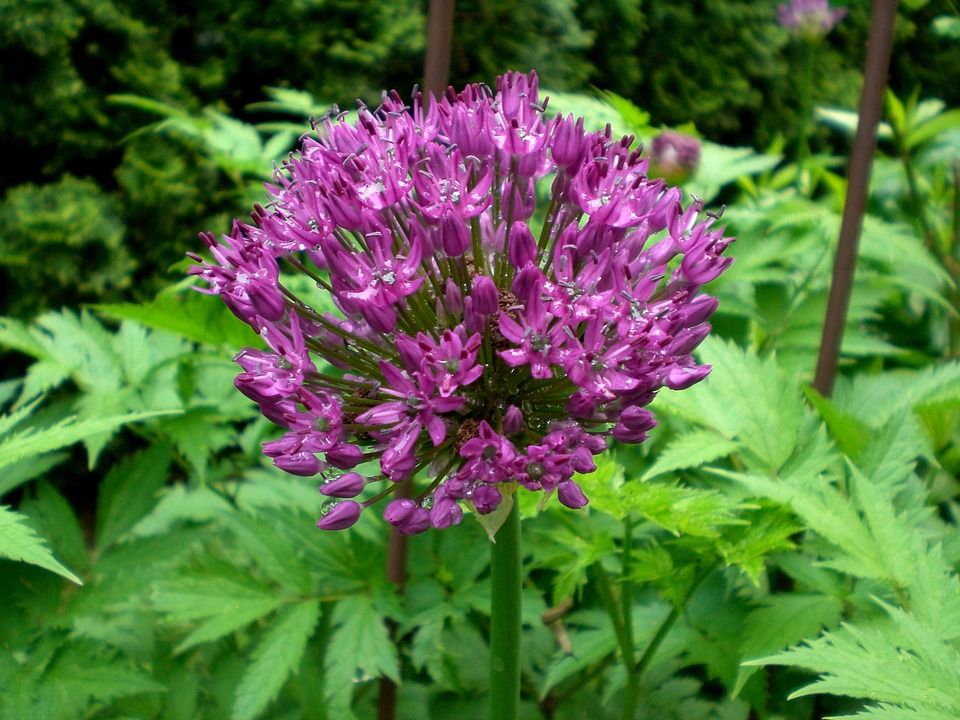 Ball Leek Allium Leek Flower Sphaerocephalon20 Inch By 30
