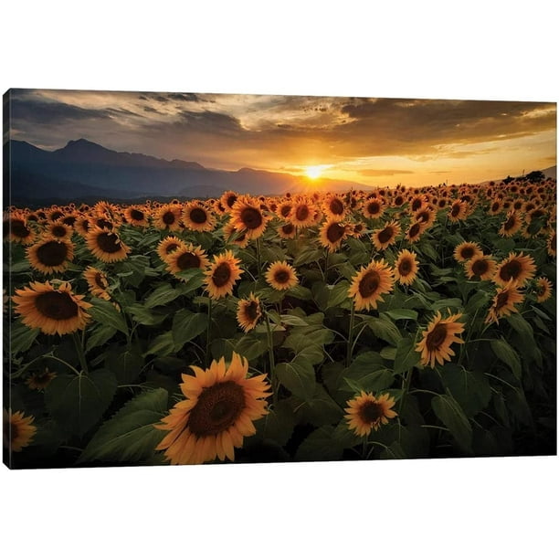 Sunflower Canvas Wall Art Yellow Plant Prints, Field fo Blooming