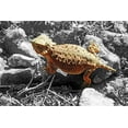 thumbnail image 2 of Popcorn 32x23 White Modern Wood Framed Museum Art Print Titled - Horned Toad B-W b, 2 of 4