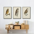 thumbnail image 6 of French Owls I - Framed Premium Gallery Wrapped Canvas L Frame 3 Piece Set - Ready to Hang, 6 of 9