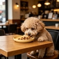 thumbnail image 6 of 4 Pack Dog Plates, Shallow Whisker Friendly Wide Bowls for Kittens and Small Dogs, 6 of 6