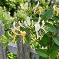 thumbnail image 4 of Yellow-White Honeysuckle Live Vine Plant, 4 to 6 Inch Tall in 4 Inch Pot, Climbing Flowering Plant for Outdoor Garden Perennial, 4 of 5