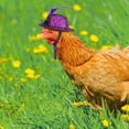 thumbnail image 3 of 6 Pieces Chicken Hats for Hens Tiny Pets, Funny Halloween Accessories Feather Top Hat with Adjustable Elastic Chin Strap, Rooster Duck Parrot Poultry Stylish Show Costume, 3 of 7