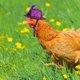 thumbnail image 5 of 6 Piezas Sombreros de Pollo para Gallinas Mascotas Pequeñas Accesorios Divertidos para Pollo Sombrero de Plumas con Elástico Ajustable, 5 of 7