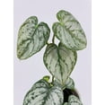 thumbnail image 5 of Bumble Plants Philodendron Brandtianum Silver Leaf - Full Live Colorful Houseplant in Nursery Pot, Easy Care, Indoor Plant for Beginners, 5 of 6
