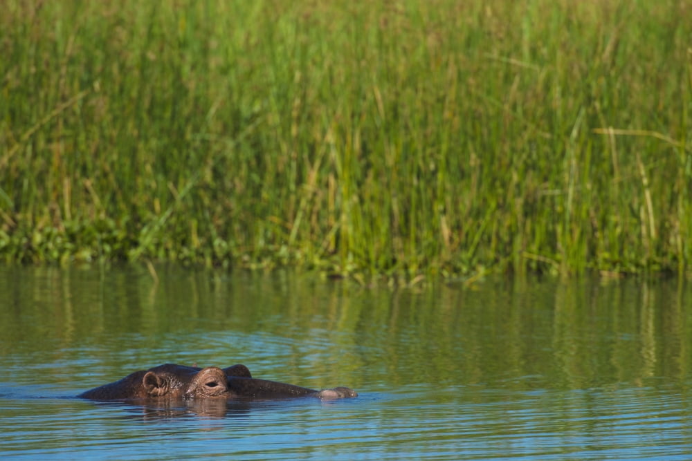 Hippo (hippopotamus