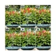 thumbnail image 5 of Fuente, bomba de fuente con energía solar con boquillas para baño de pájaros, pecera, estanque o decoración de jardín, bomba de fuente solar, 1 pieza, negra, 5 of 5