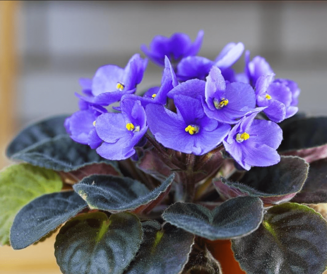 Blue Africa Violets Live Plant for Planting Indoor Outdoor, Blue Blooming Violet, Easy to Care, Houseplant Decor, Indoor Flowering Plant, 4 Inch Pot