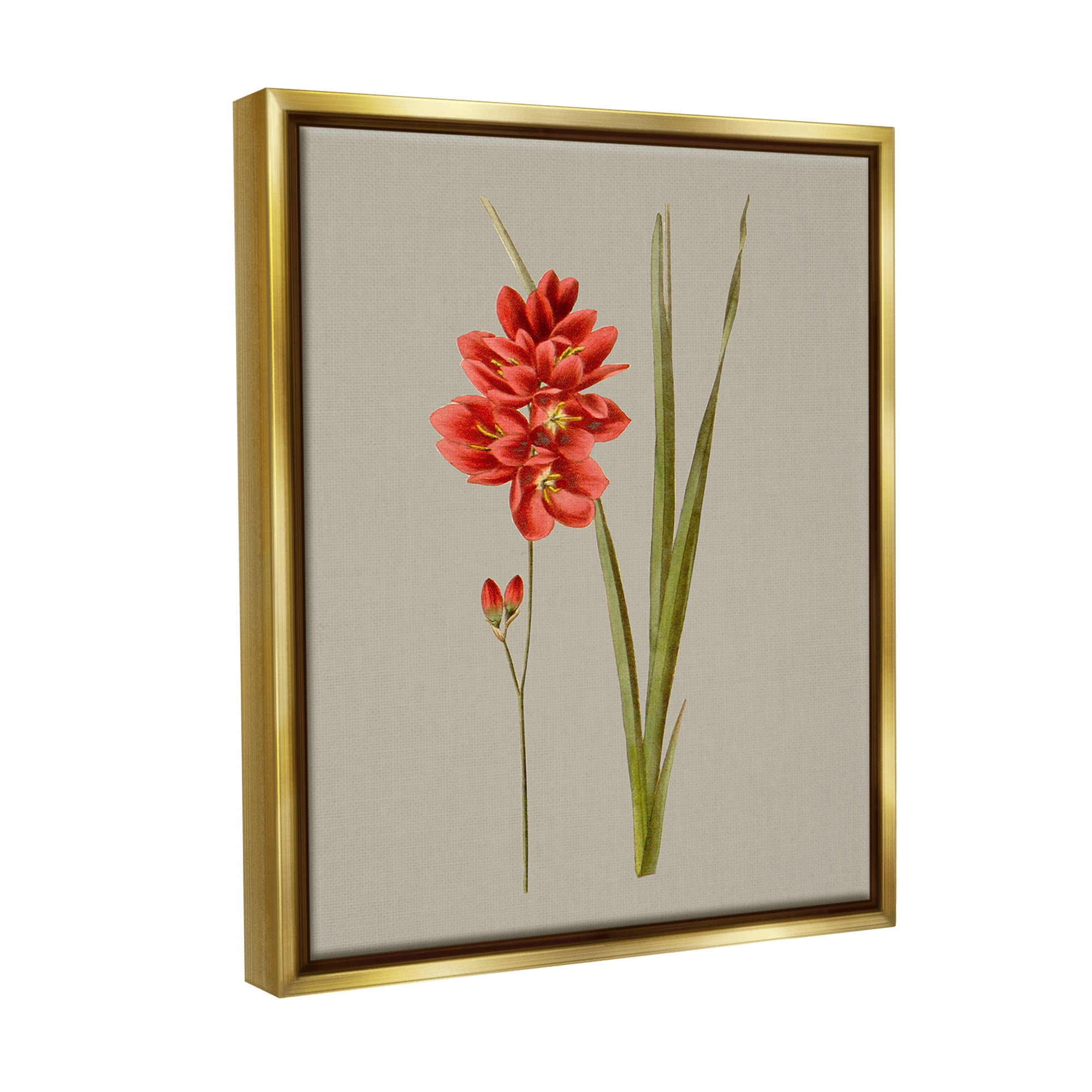 Stupell Industries Red Traditional Botanical Botanical & Floral Painting Gold Floater Framed Canvas Art Print Wall Art, 17 x 21