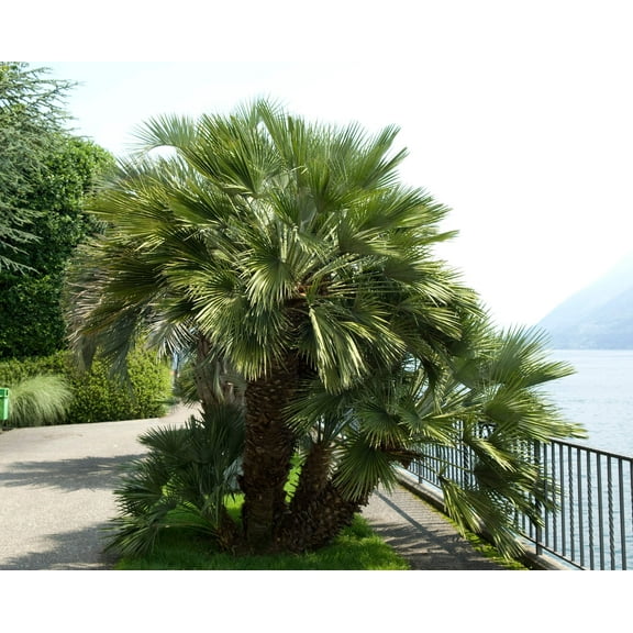 5 COMMON WINDMILL PALM Trachycarpus Fortunei Hardy Chusan Palm Tree Sun Shade Houseplant Seeds