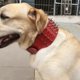 thumbnail image 3 of Collar de perro de cuero con tachuelas afiladas de 3 "para entrenamiento, deportes, caminar, mediano, grande, extragrande, para Pitbull, Labrador, Boxer L, 3 of 4