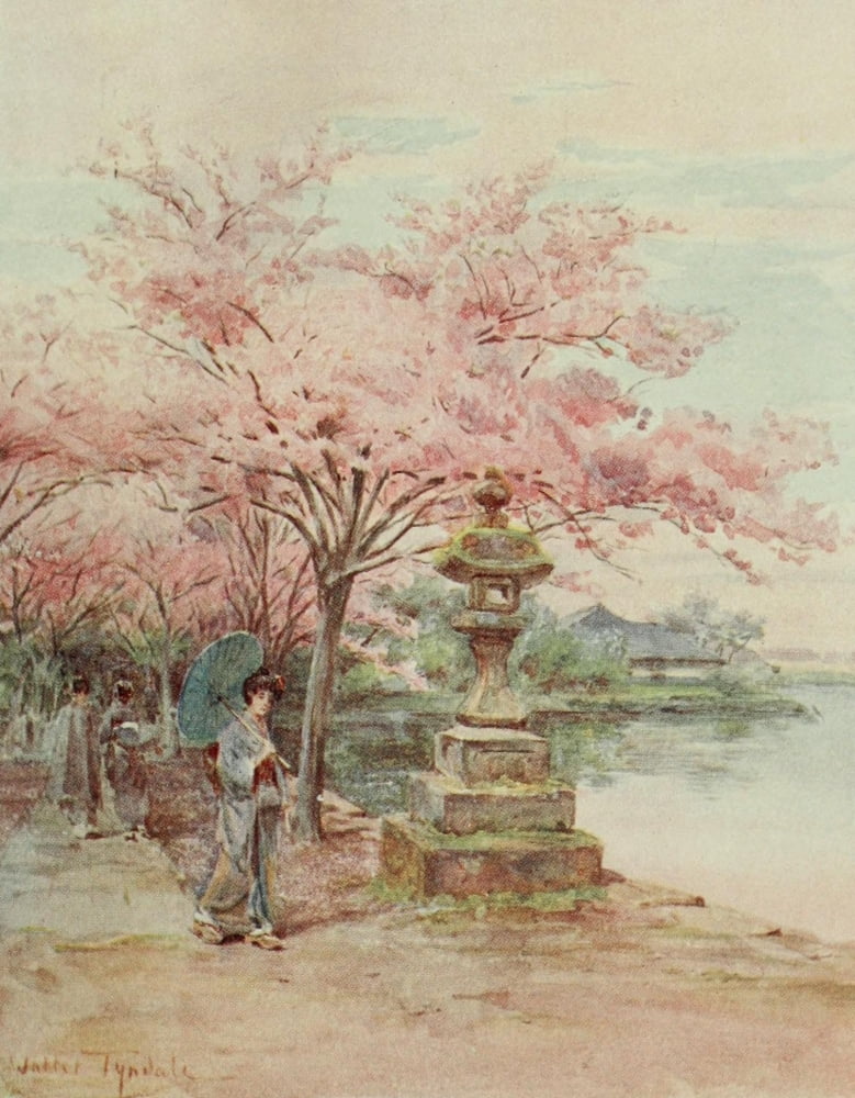 Cherry Blossoms At