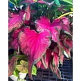 thumbnail image 4 of 2 Caladium ‘Sizzle’ Bulbs for Planting, Pink Green Caladium Tubers for Indoor or Outdoor Garden, 4 of 4