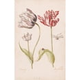thumbnail image 3 of Jacob Marrel 11x14 Black Modern Framed Museum Art Print Titled - Two Tulips with Insects (1624 - 1681), 3 of 5