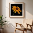 thumbnail image 5 of Black Eyed Susan - Photography Floral Flowers Botanical Nature Garden Summer Scenic Oak Framed Wall Art Print 16 x 16 inches, 5 of 8