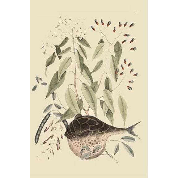 Globe Fish-Fine Art Canvas Print (20" x 30")