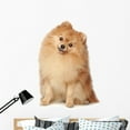 thumbnail image 1 of Ridiculous Spitz-dog Sits White Wall Decal by Wallmonkeys Peel and Stick Graphic (48 in H x 32 in W) WM127348, 1 of 4
