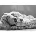 thumbnail image 2 of Schell, Jennie Marie 14x12 Gold Ornate Wood Framed with Double Matting Museum Art Print Titled - Dog Sleeping with Friend, 2 of 4