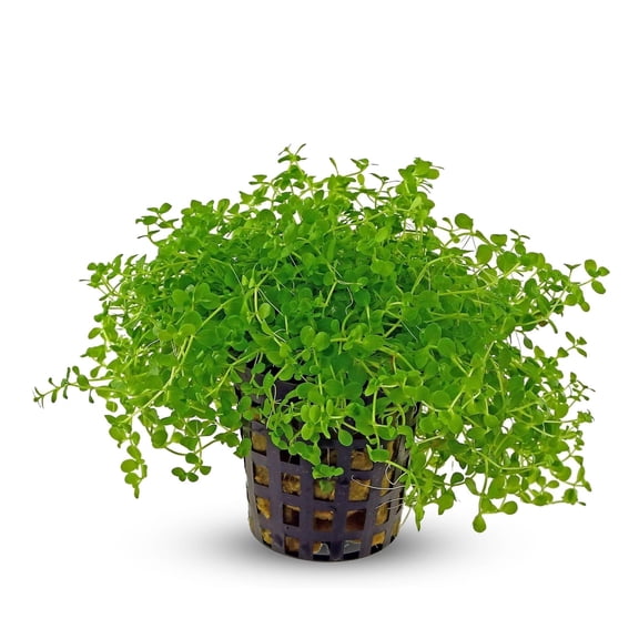 Monte Carlo (Micranthemum) Size: 2" Pot Live Aquarium Plants BUY 2 GET 1 FREE