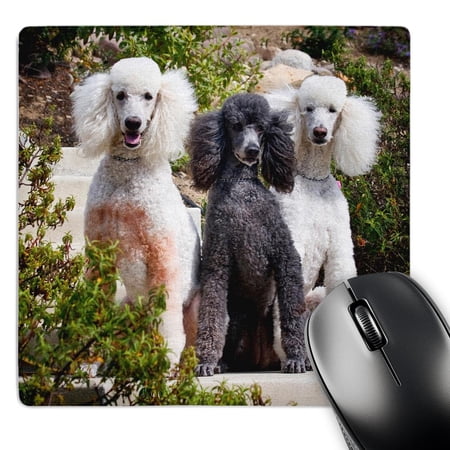 3dRose  USA  California. Three Standard Poodles sitting together.  MousePad price history on PriceWatchPro