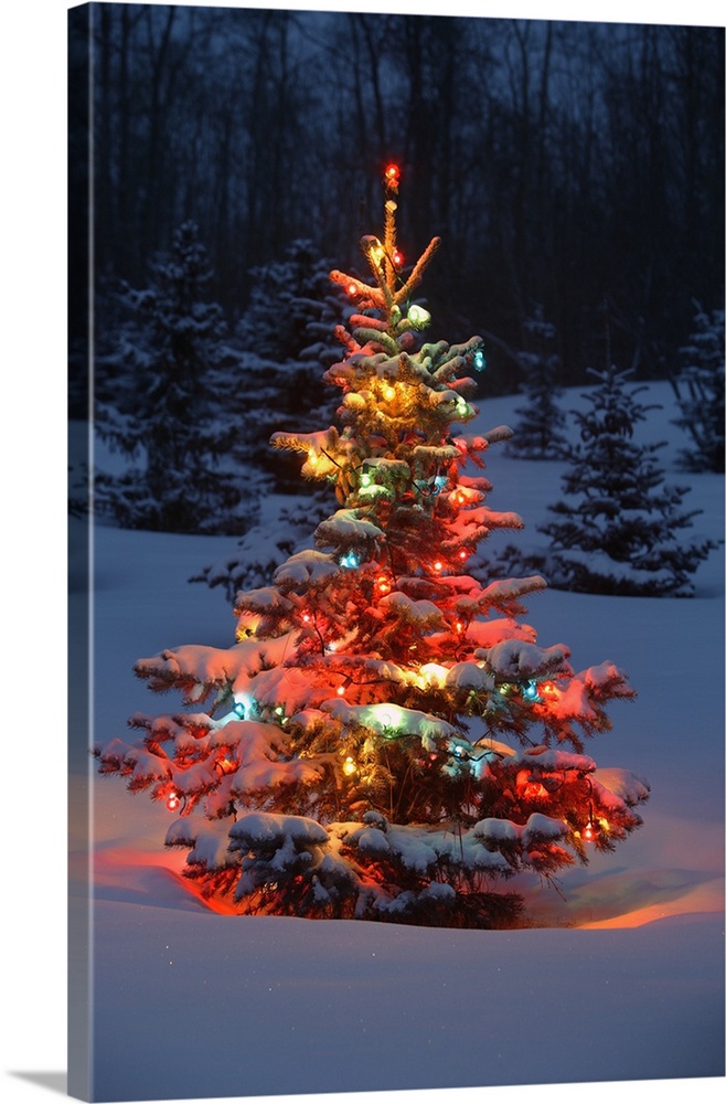 Great BIG Canvas  "Christmas Tree With Lights Outdoors In The Forest" Canvas Wall Art - 24x36 