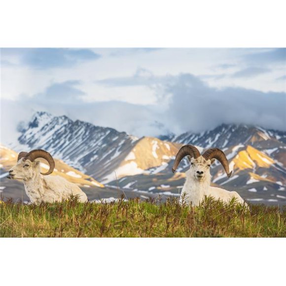 Posterazzi DPI12256266 Two Adult Dall Sheep Rams Resting on A Hilltop at Polychrome Pass in Denali National Park Poster Print - 19 x 12 in.