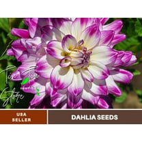 40  Seeds| Who Dun It Dahlia Perennial Seeds - Buy 3 Get 1 Free#D075
