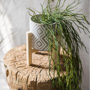 Artificial Faux Usnea Vine Stem 22 Long