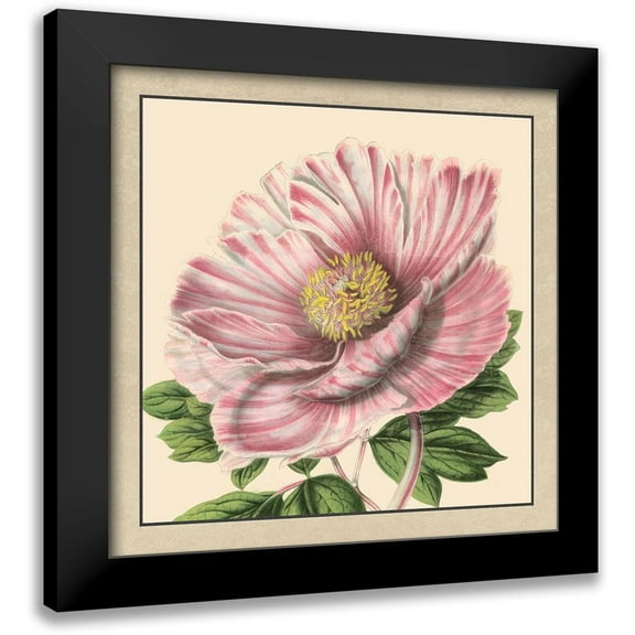 Vision Studio 12x12 Black Modern Framed Museum Art Print Titled - Small Peony Collection II